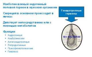 Почему важно сохранять норму тестостерона в крови у мужчин?