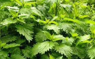 Крапива имеет полезные свойства для мужчин?