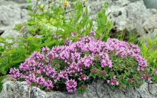 Какие полезные свойства имеет чабрец для мужчин?