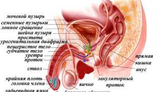 Почему у мужчин яички поднимаются вверх?
