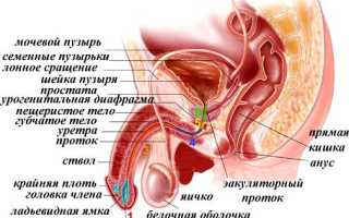 Почему у мужчин яички поднимаются вверх?