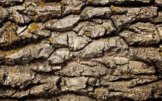 Польза коры дуба от проблем потливости и запаха ног