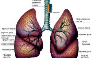 Какой тип дыхания у мужчин?