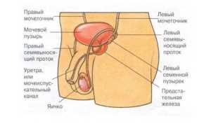 Симптомы и лечение баланита и баланопостита