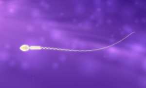 Фертильность сперматозоидов: норма и отклонение