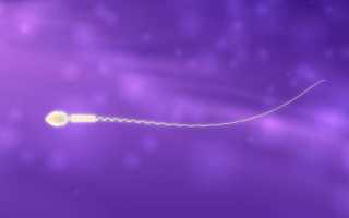 Фертильность сперматозоидов: норма и отклонение