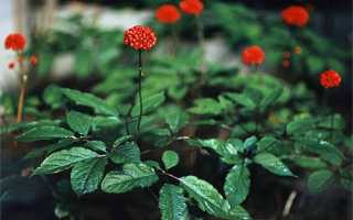 Применение корня женьшеня для потенции и укрепления мужского здоровья