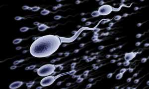 Какие правила сдачи спермограммы необходимо соблюдать?