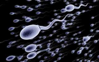 Какие правила сдачи спермограммы необходимо соблюдать?