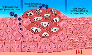 Почему выявляется ДНК ВПЧ 16 типа у мужчин?