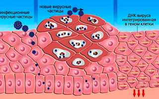 Почему выявляется ДНК ВПЧ 16 типа у мужчин?
