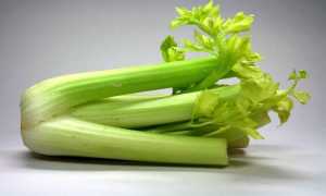 Чем полезен сельдерей для мужчин?