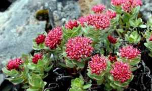 Чем полезна красная щетка для мужчин?