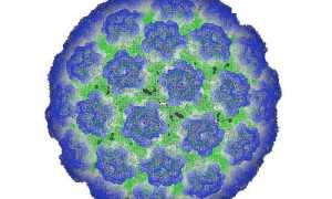 Что такое ВПЧ 16 у мужчин?