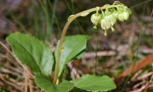 Боровая матка для лечения различных заболеваний у мужчин