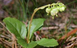 Боровая матка для лечения различных заболеваний у мужчин