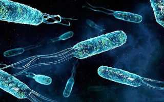 Проявление поражения бактерией enterococcus faecalis у мужчин