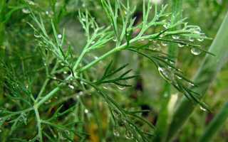 Неоценимая польза укропа для мужчин