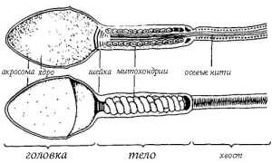 Как можно повысить активность сперматозоидов?