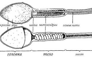 Как можно повысить активность сперматозоидов?