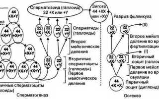 Эффективное восстановление сперматогенеза