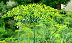 Всеми любимый укроп: полезные свойства для мужчин и для их потенции