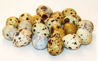 Перепелиные яица в рационе: польза для здоровья мужчин