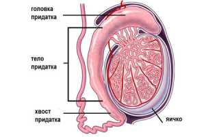 Воспаление семенного канала у мужчин: предпосылки и профилактика