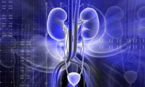 Мужские болезни мочеполовой системы: камни в почках и инфекции