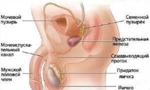Что такое сперматорея?