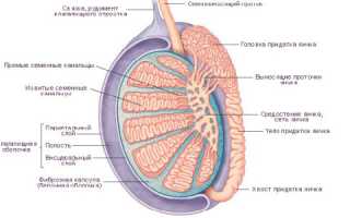 Боль и тяжесть в яичках у мужчин — причины симптомов