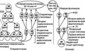Рекомендации по улучшению сперматогенеза