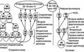 Рекомендации по улучшению сперматогенеза