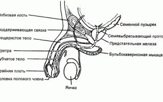 Как выполняется и когда необходима пластика уздечки крайней плоти?