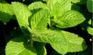 Можно ли мужчинам пить мелиссу и мяту?