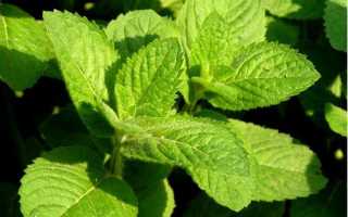 Можно ли мужчинам пить мелиссу и мяту?