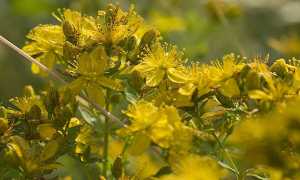 Зверобой как средство для повышения потенции у мужчин