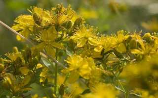 Зверобой как средство для повышения потенции у мужчин