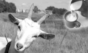 Обычное козье молоко и его польза для мужчин