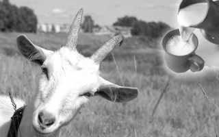 Обычное козье молоко и его польза для мужчин