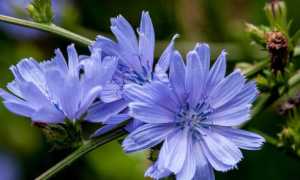 Чем полезен и необходим цикорий для мужчин