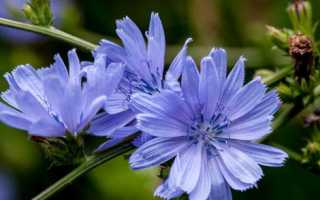 Чем полезен и необходим цикорий для мужчин