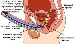 Почему возникает семяизвержение с кровью?