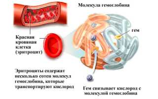 Гемоглобин: какая норма у мужчин