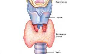 Почему у мужчин большой кадык?