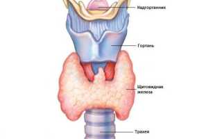 Почему у мужчин большой кадык?