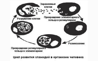 Какое лечение требуется при обнаружении хламидии у мужчин?