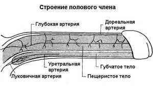 Почему болит головка члена?