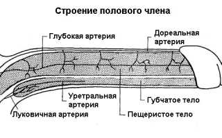 Почему болит головка члена?