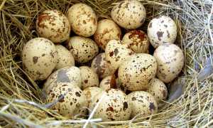 Перепелиные яйца для потенции: являются ли они эффективным средством?